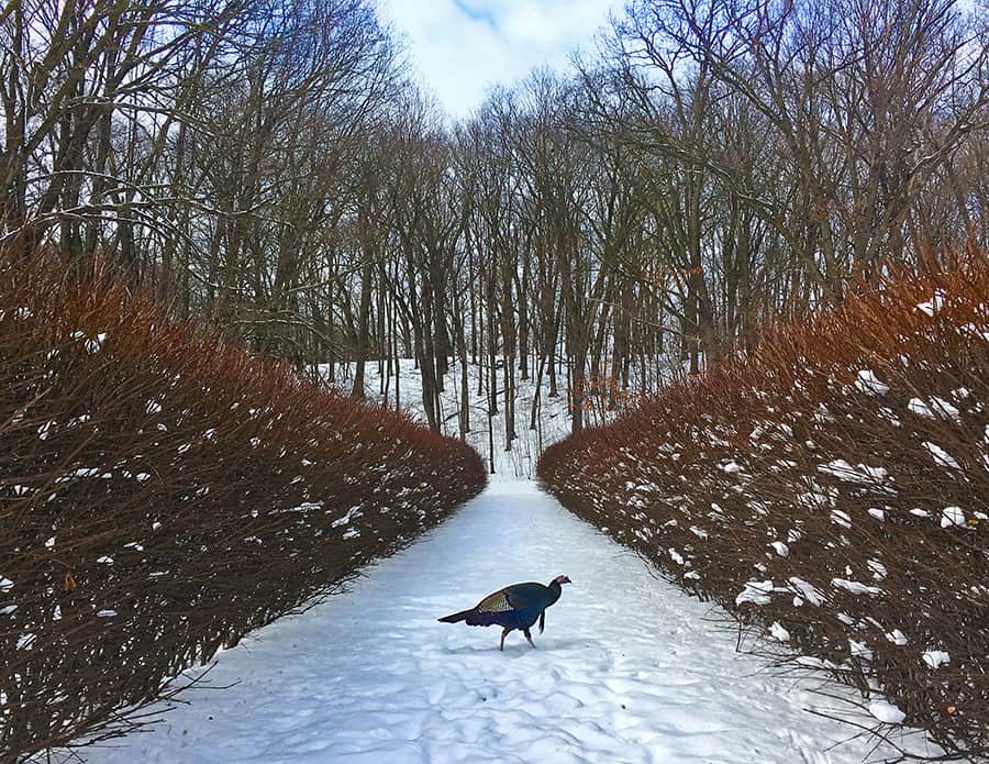 Wild Turkey in Winter