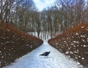 Nature iPhone Photo Contest Winner