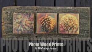 Read more about the article Warmth & Nature at the Arb